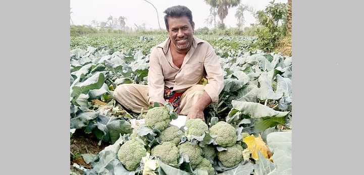 ব্রোকলি চাষে আশার আলো জাগিয়েছে কৃষকরা