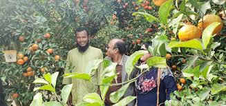 চায়না কমলাতে ভাগ্য বদল ফারুকের