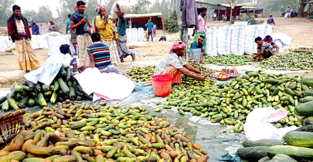 ক্ষিরা চাষে ঝুঁকছেন কৃষকরা