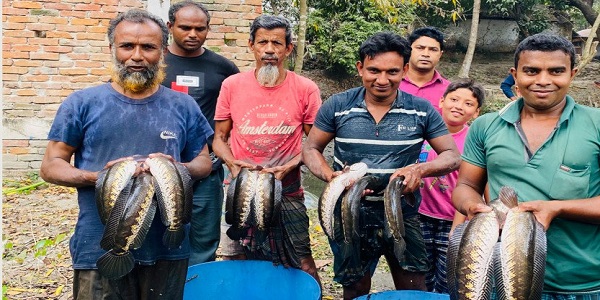 শোল মাছ ভাগ্যবদল করেছে জাকিরের