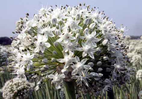 পেঁয়াজ বীজে স্বপ্ন দেখছেন মাগুরার কৃষকরা