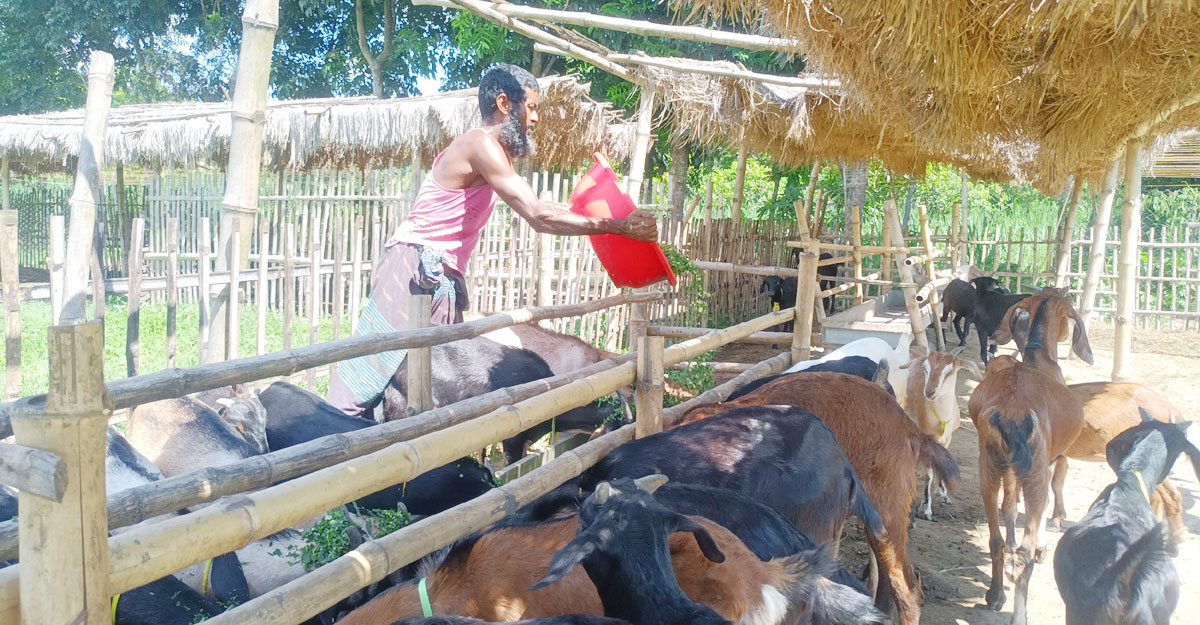 মুরগির খামারে লোকসান, ছাগলে আশা দেখছেন জাকারিয়া