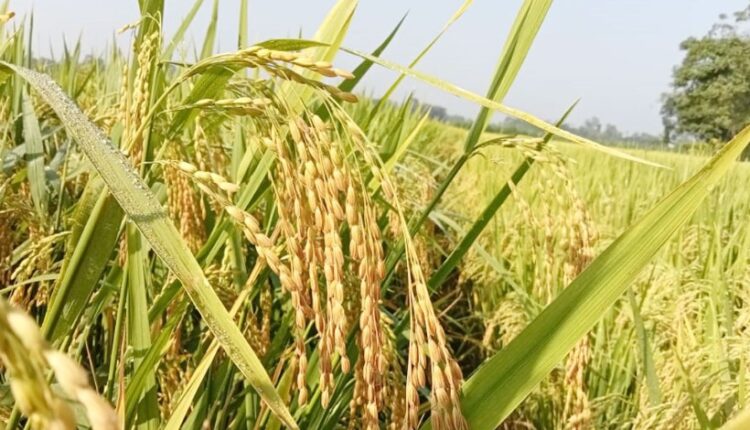  আমন ধানের বাম্পার ফলন: দাম নিয়ে শঙ্কা কৃষকের