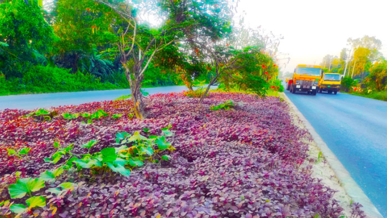 সড়কের ডিভাইডারে শাক চাষ