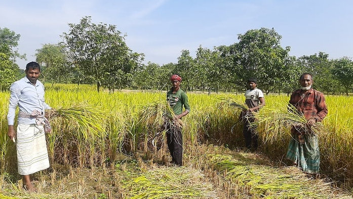 সংকটে কৃষকরা,ব্রি৮৭ ধান