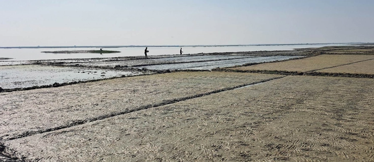 বোরো চাষ নিয়ে শঙ্কা, ধীরে নামছে হাওরাঞ্চলের পানি