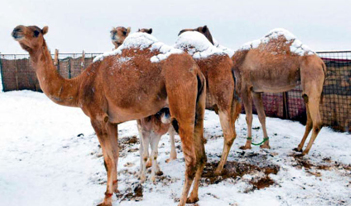 সৌদি আরবে তুষারপাত