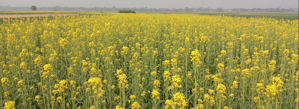 সদরপুরে সরিষার বাম্পার ফলন, কৃষকের মুখে হাসি