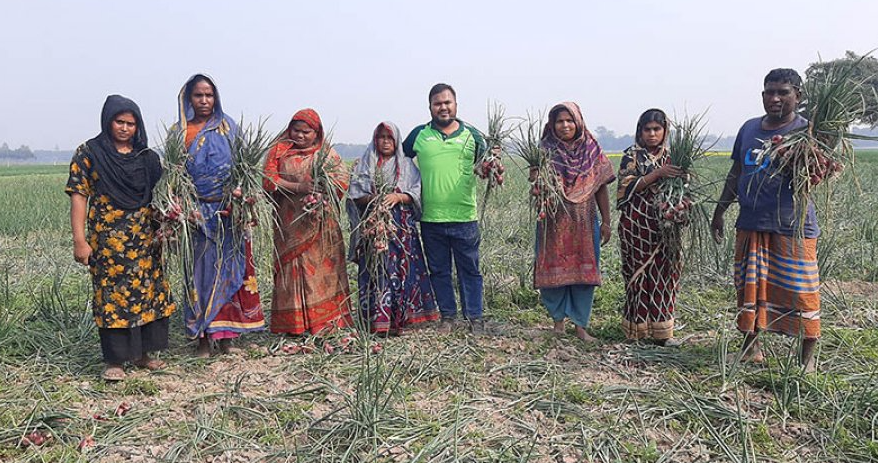 দেশি জাতের পেঁয়াজের বাম্পার ফলনে খুশি কৃষকরা
