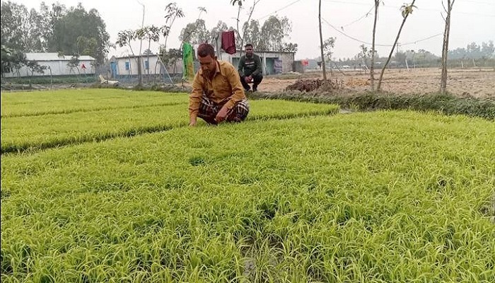 শীত ও ঘন কুয়াশায় নষ্ট হচ্ছে বোরো ধানের বীজতলা