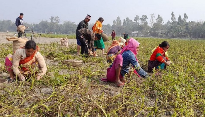 আলু তুলেই চলে তাদের সংসার