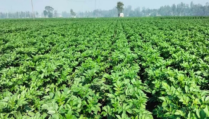 নীলফামারীতে আলু থেকে আয় ২৮০ কোটি টাকা