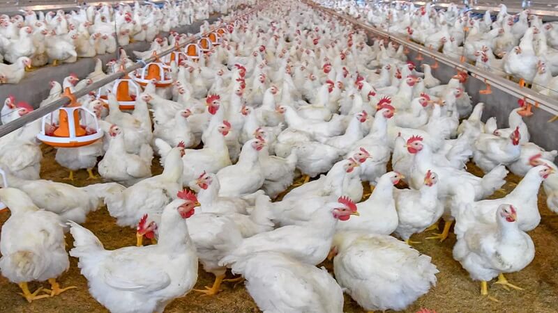 ব্রয়লার মুরগিতে ক্ষতিকর কিছু নেই: কৃষিমন্ত্রী