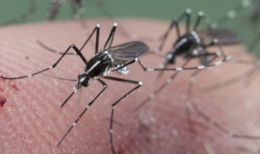 ডেঙ্গু পরীক্ষার ফি ৫০০ টাকায় বেঁধে দিল সরকার