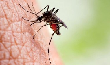 ডেঙ্গু সংক্রমনে দায় কার?